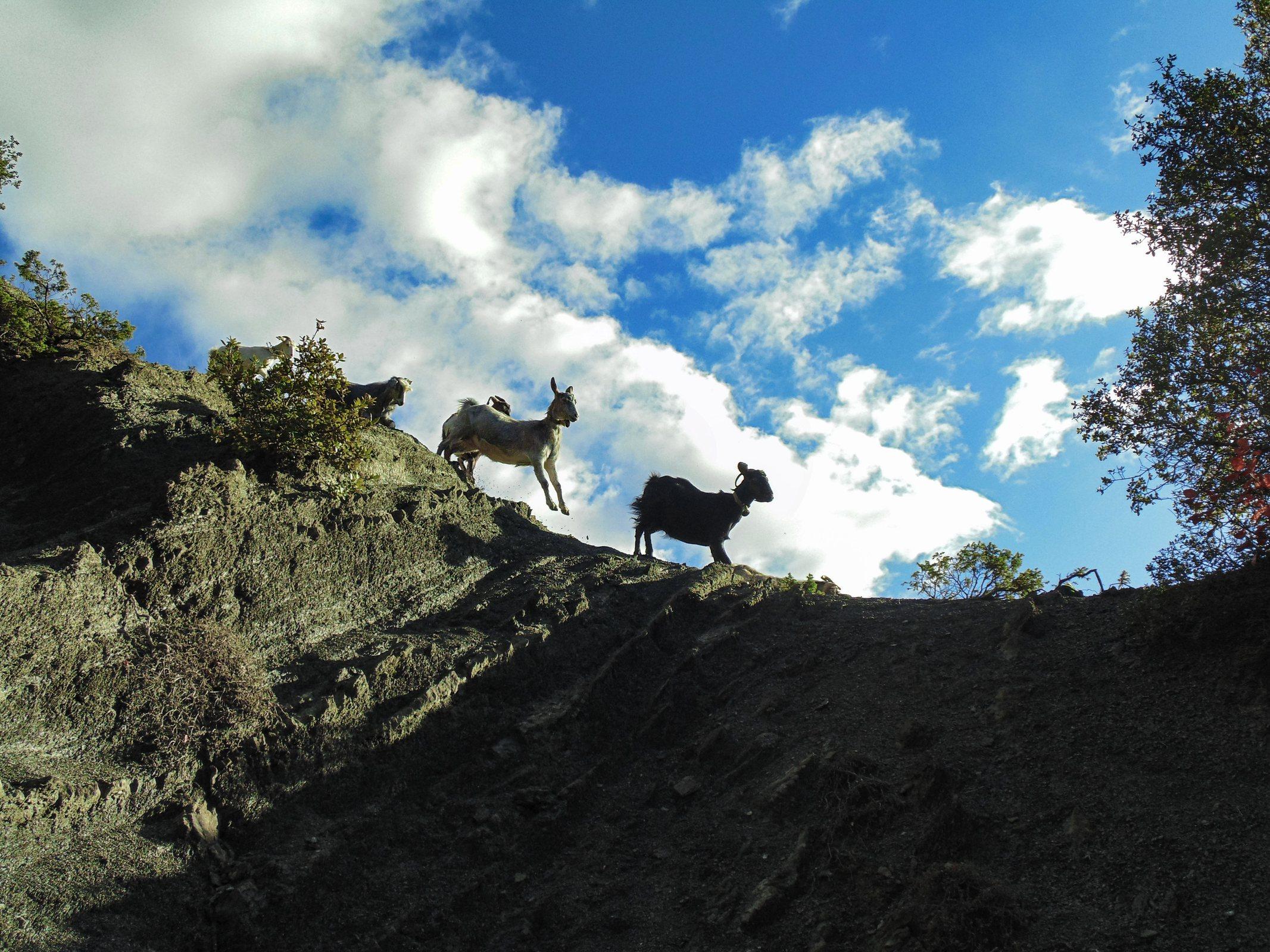 Goats moving across a rocky hillside near the retreat