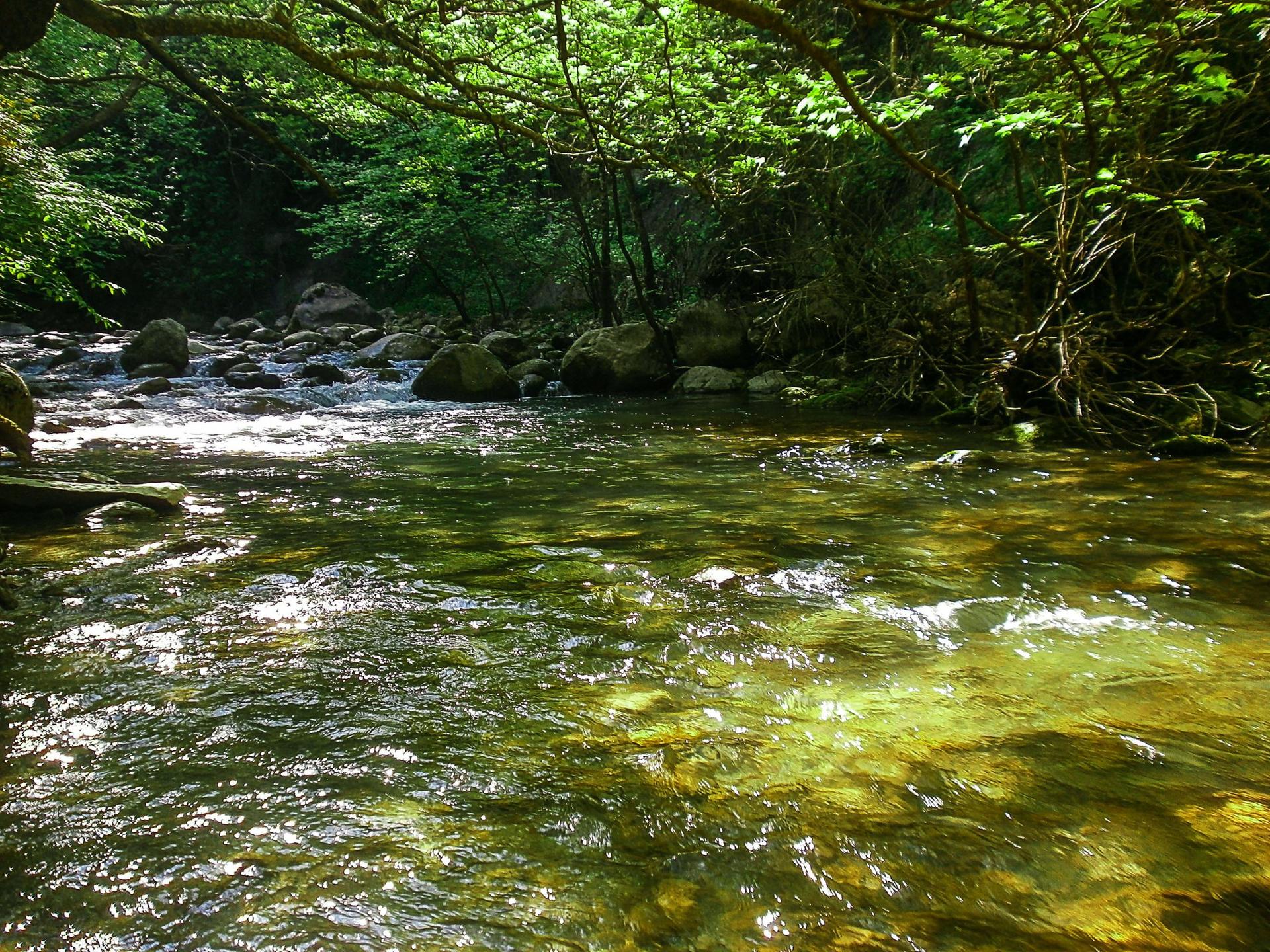 Clear mountain river under shaded riparian trees