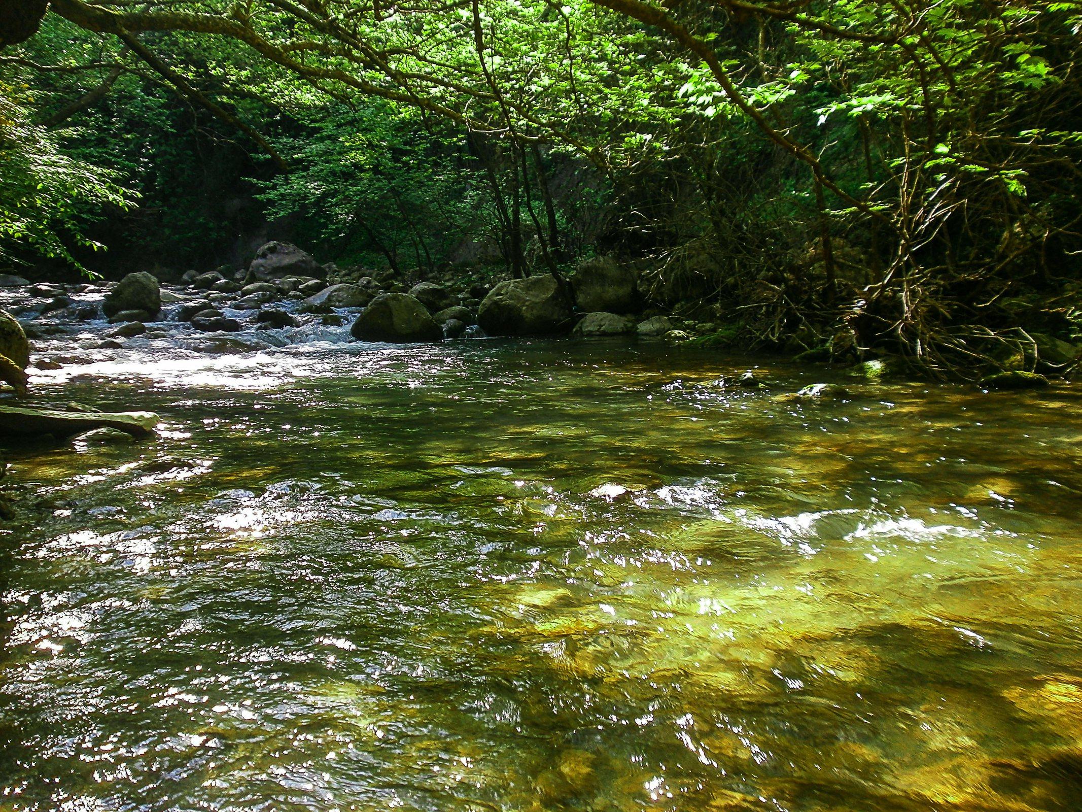 Clear mountain river under shaded riparian trees