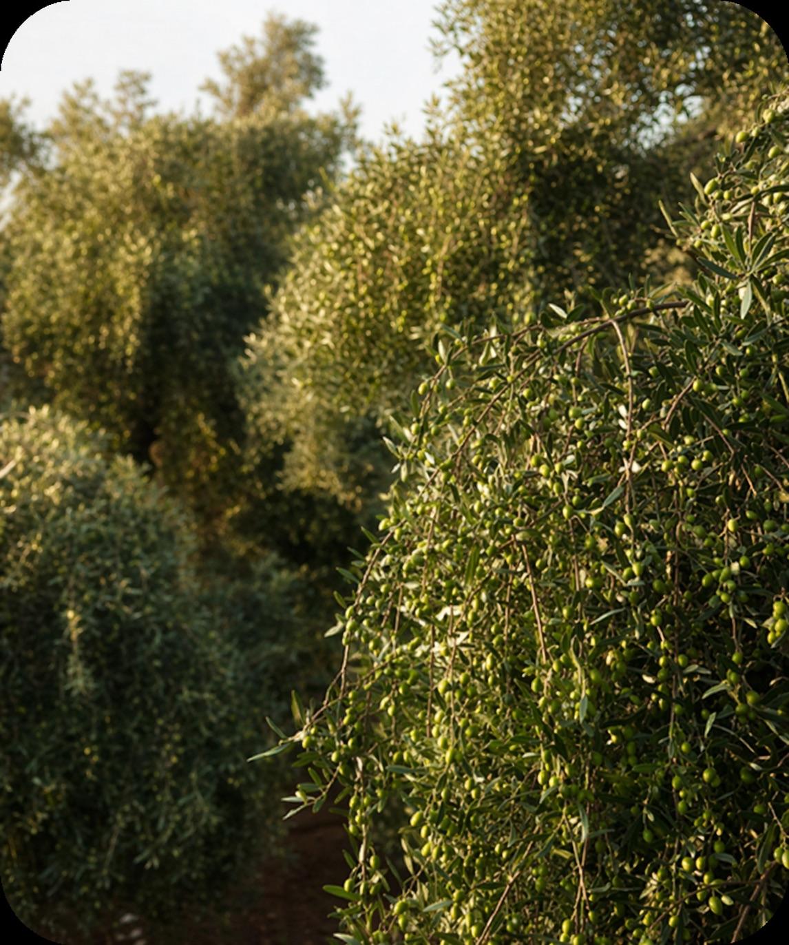 Olive Grove Living Lab